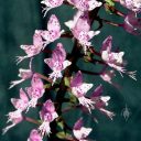 Stenoglottis longifolia, orchid species flowers, grown indoors in San Francisco