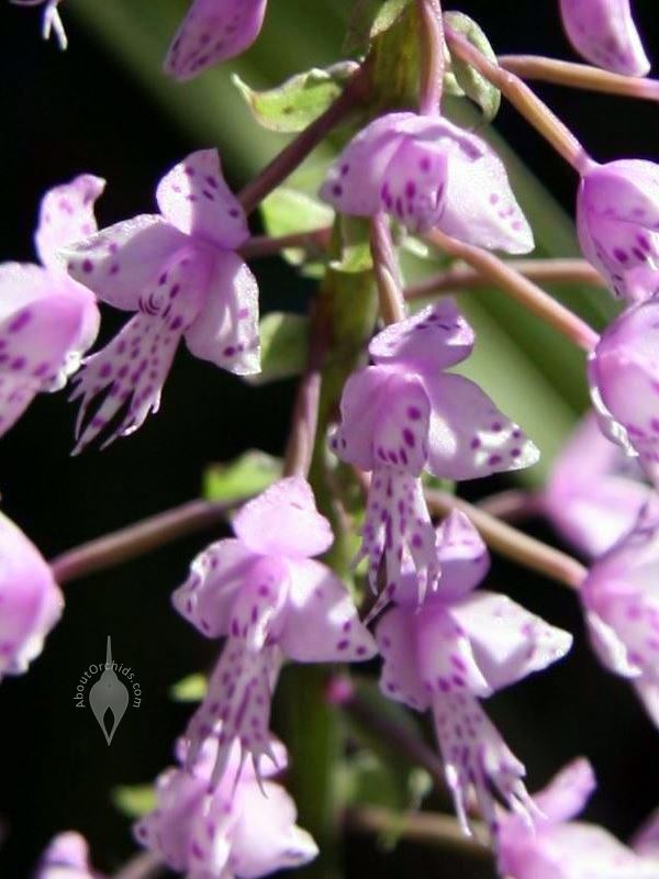 ORCHIDS Plant  Species Stenoglottis longifolia with bloom FS