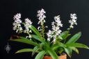Stenoglottis woodii, leaves and flowers of miniature African orchid species, grown indoors in Pacifica, California