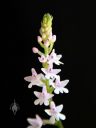 Stenoglottis woodii, flowers and buds on growing flower spike of miniature orchid species, grown indoors in San Francisco