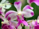 Aerides multiflora, orchid species flowers, Orchids in the Park 2016, Golden Gate Park, San Francisco, California