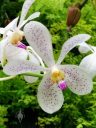 Aranda Jairak White, Vanda orchid hybrid, Orchids in the Park 2016, Golden Gate Park, San Francisco, California