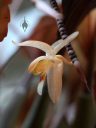 Coelogyne incrassata, orchid species flower, Orchids in the Park 2016, Golden Gate Park, San Francisco, California