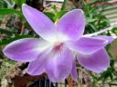 Dendrobium Eltonense, orchid hybrid, Orchids in the Park 2016, Golden Gate Park, San Francisco, California