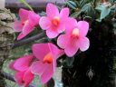 Dendrobium cuthbertsonii, miniature orchid species flowers, Orchids in the Park 2016, Golden Gate Park, San Francisco, California