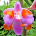 Doritis champorensis pink, Phalaenopsis, Moth Orchid, purple and orange flower, Orchids in the Park 2016, Golden Gate Park, San Francisco, California