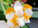 Doritis champorensis var. alba, Phalaenopsis, Moth Orchid, yellow and white flower, Orchids in the Park 2016, Golden Gate Park, San Francisco, California