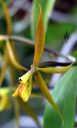Epidendrum pugioniforme, orchid species flower, Orchids in the Park 2016, Golden Gate Park, San Francisco, California