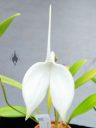 Masdevallia coccinea f. alba, white orchid species flower, Orchids in the Park 2016, Golden Gate Park, San Francisco, California