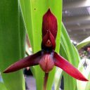 Maxillaria cucullata, dark red orchid species flower, Orchids in the Park 2016, Golden Gate Park, San Francisco, California