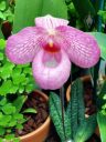 Paphiopedilum Magic Lantern, Lady Slipper flower, orchid hybrid, mottled leaves, Orchids in the Park 2016, Golden Gate Park, San Francisco, California