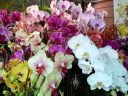 Phalaenopsis flowers, Moth Orchids, Phal hybrids, Orchids in the Park 2016, Golden Gate Park, San Francisco, California