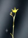 Platystele jungermannioides, miniature orchid species flower and buds, Pleurothallid, one of the tiniest orchid flowers, Orchids in the Park 2016, San Francisco, California