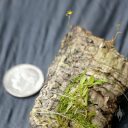 Platystele jungermannioides, miniature orchid species plant with flowers mounted on cork, next to a US dime for size comparison, Pleurothallid, one of the tiniest orchid flowers, Orchids in the Park 2016, San Francisco, California