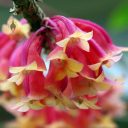 Red and yellow Dendrobium flowers, Orchids in the Park 2016, Golden Gate Park, San Francisco, California