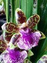 Zygopetalum flower, Zygo, Orchids in the Park 2016, Golden Gate Park, San Francisco, California