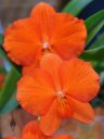 Cattleya coccinea, orchid species with orange flowers, Pacific Orchid Expo 2015, San Francisco, California