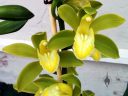 Cymbidium flowers, orchid hybrid, green yellow and white flowers, grown outdoors in Pacifica, California