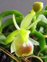 Epidendrum peperomia 'St Mary', aka Epidendrum porpax, aka Nanodes porpax, miniature orchid species, flower and bud, grown indoors in Pacifica, California