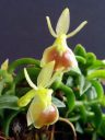 Epidendrum peperomia 'St Mary', aka Epidendrum porpax, aka Nanodes porpax, miniature orchid species, flowers and leaves, grown indoors in Pacifica, California