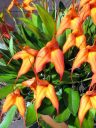 Masdevallia ignea x falcata flowers, orchid hybrid with orange flowers, grown outdoors in Pacifica, California