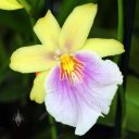 Miltonia Yellow Passion, orchid hybrid flower, Orchids in the Park 2016, San Francisco, California