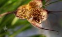 Dracula gorgona 'Regency Brown', Pleurothallid orchid species, Pacific Orchid Expo 2015, San Francisco, California