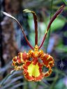 Psychopsis flower, Butterfly Orchid, Orchids in the Park 2013, San Francisco, California