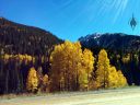 Fall foliage near Silverton, Colorado, yellow aspen trees and conifers, pine trees, and mountains with snow, Rocky Mountains, Western Slope