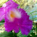 Sobralia macrantha, orchid species, close up of lip of large purple flower, grown indoors in Pacifica, California