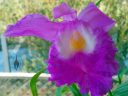Sobralia macrantha, orchid species, large purple flower, grown indoors in Pacifica, California