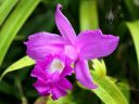 Sobralia macrantha, orchid species, large purple flower, grown outdoors in San Francisco, California