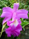 Sobralia macrantha, orchid species, large purple flower, grown outdoors in San Francisco, California 