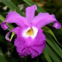 Sobralia macrantha, orchid species, large purple flower, grown outdoors in San Francisco, California 