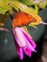 Sobralia macrantha, orchid species, large purple flower bud with Gulf Fritillary butterfly resting with open wings, outdoors in San Francisco, California 