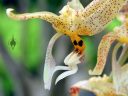 Stanhopea flower, Orchids in the Park 2012, San Francisco, California