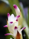 Coelia bella, orchid species flowers and bud, grown outdoors in Pacifica, California