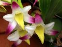 Coelia bella, orchid species flowers, grown outdoors in Pacifica, California