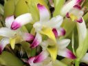 Coelia bella, orchid species flowers and buds, grown outdoors in Pacifica, California