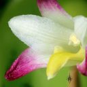 Coelia bella, close up of orchid species flower, grown outdoors in Pacifica, California