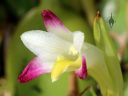Coelia bella, orchid species flower, grown outdoors in Pacifica, California