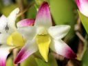 Coelia bella, orchid species flower, grown outdoors in Pacifica, California