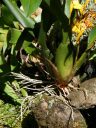 Orchid growing attached to rocks, lithophyte, Hawaii Tropical Botanical Garden, Papaikou, Big Island, Hawaii