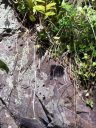 Epidendrum roots attached to rock, lithophyte, Kula Botanical Garden, Maui, Hawaii
