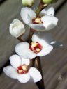 Sarcochilus hartmanii, Australian orchid species, grown outdoors in San Francisco, California