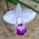 Arundina graminifolia, Bamboo Orchid, orchid species flower, Vallarta Botanical Gardens, Cabo Corrientes, Jalisco, Mexico