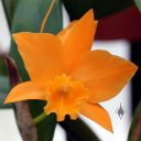 Orange Cattleya orchid flower, Vallarta Botanical Gardens, Cabo Corrientes, Jalisco, Mexico