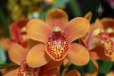 Cymbidium hybrid flower, Pacific Orchid Expo 2016, San Francisco, California