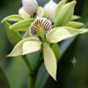 Encyclia orchid flowers, Vallarta Botanical Gardens, Cabo Corrientes, Jalisco, Mexico