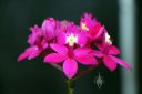Epidendrum flowers, Pacific Orchid Expo 2016, San Francisco, California